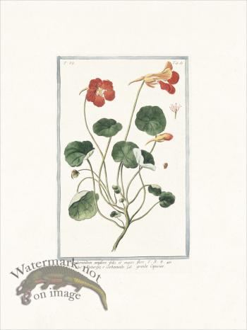 Bonelli 663 Grande Capucine